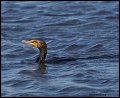 _2SB5642 double crested cormorant